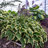 Wrinkle in time Hosta
