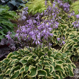 Wrinkle in time Hosta