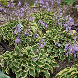 Wrinkle in time Hosta