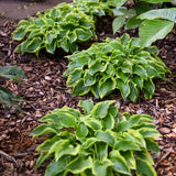 Wrinkle in time Hosta