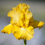 Reblooming Iris Collection