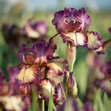 Reblooming Iris Collection