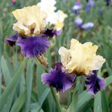 Reblooming Iris Collection