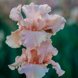 October Splendor Iris