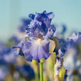 Reblooming Iris Collection