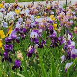 Reblooming Iris Collection