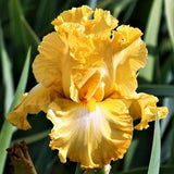 Egg Nog Iris