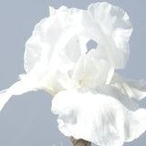 Immortality Iris