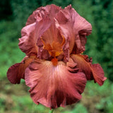 Reblooming Iris Collection