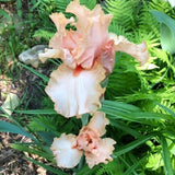 October Splendor Iris