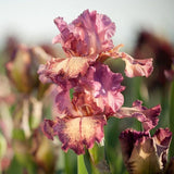 Rock Star Iris
