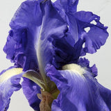Victoria Falls Iris