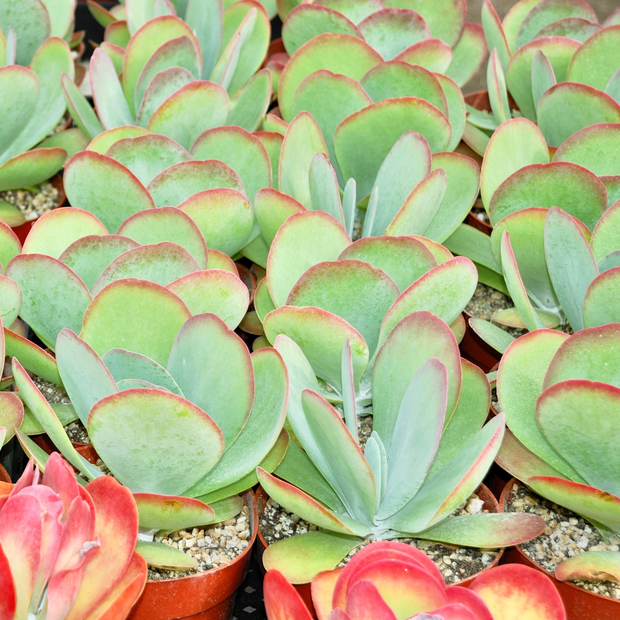 kalanchoe a succulent Paddle Plant – rePotme