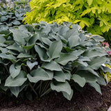Krossa Regal Hosta