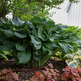 Krossa Regal Hosta