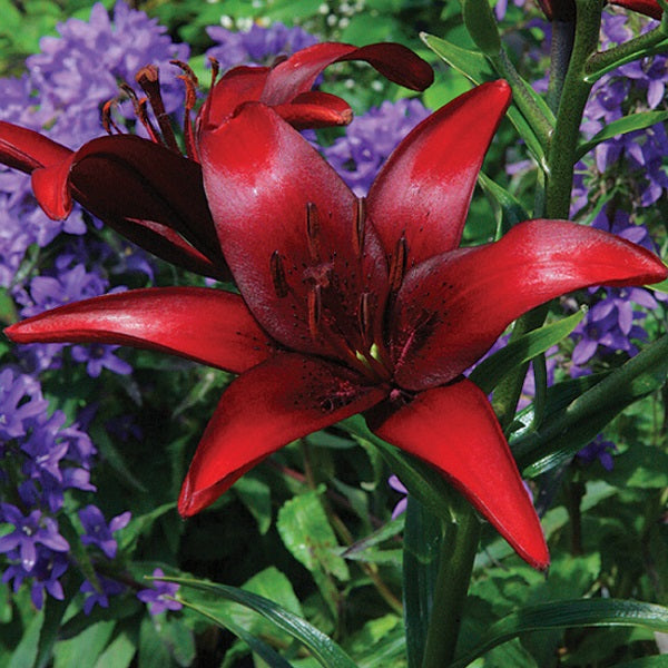 asiatic lily black Black Beard Asiatic Lily – rePotme