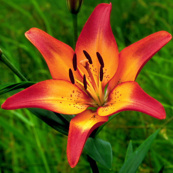 hybrid lily flower Royal Sunset LA Hybrid Lily – rePotme