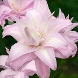 Lotus Queen Double Oriental Lily
