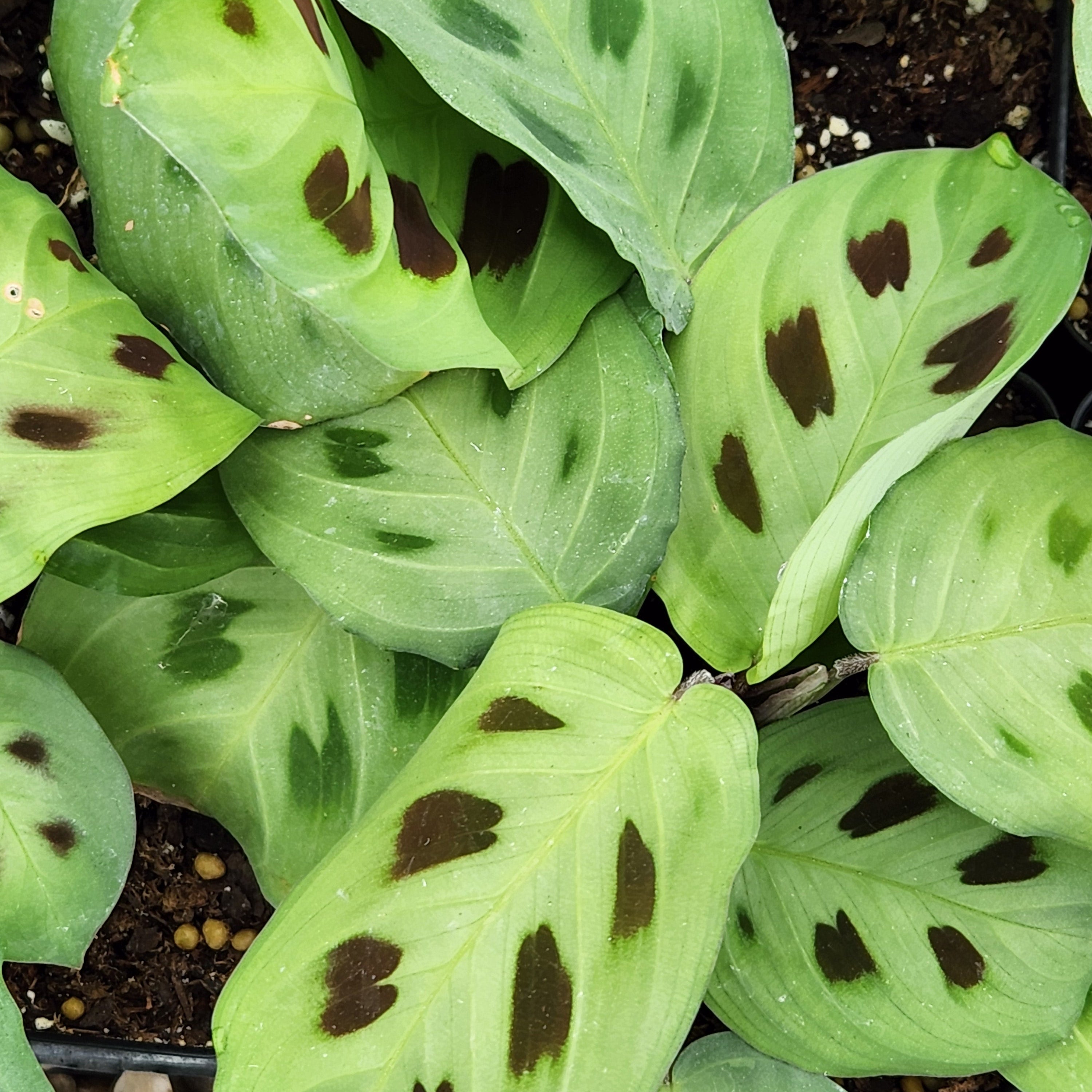 prayer plant cactus soil Green Prayer Plant – rePotme