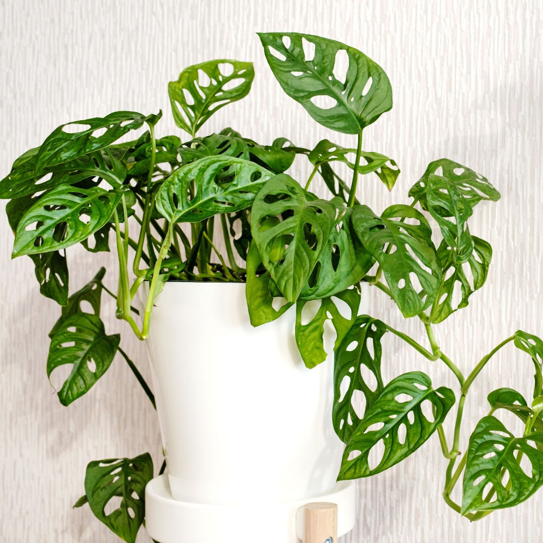 monstera adansonii deliciosa Adansonii Monstera – rePotme