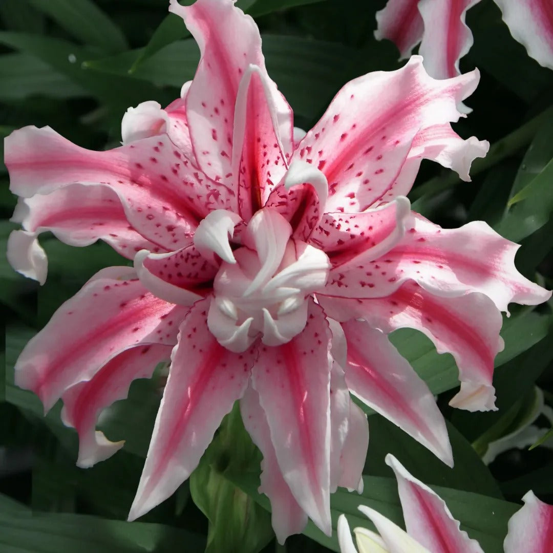 star lily flower care Magic Star Double Oriental Lily – rePotme