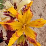 Mahieu Mixed Spider Daylily