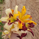 Mahieu Mixed Spider Daylily