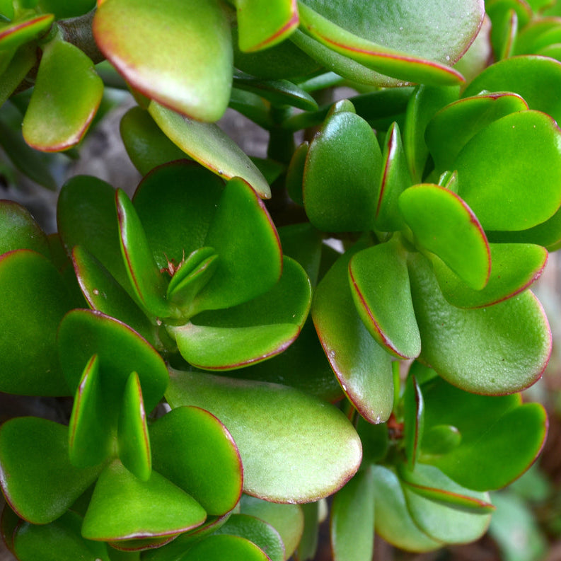jade plant pointed leaves Minor Jade – rePotme