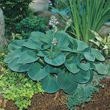 Blue Mouse Ears Hosta