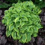 Wrinkle in time Hosta