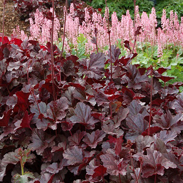 coral bells succulent Obsidian Coral Bells – rePotme