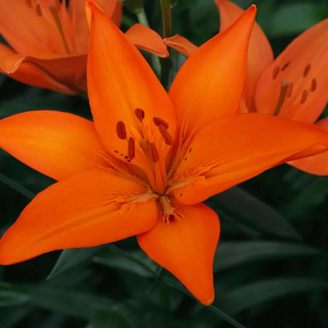 orange asiatic lily flower Orange Ton Asiatic Lily – rePotme
