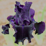 Reblooming Iris Collection