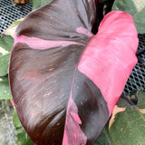 Pink Princess Philodendron