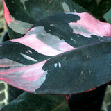 Pink Princess Philodendron