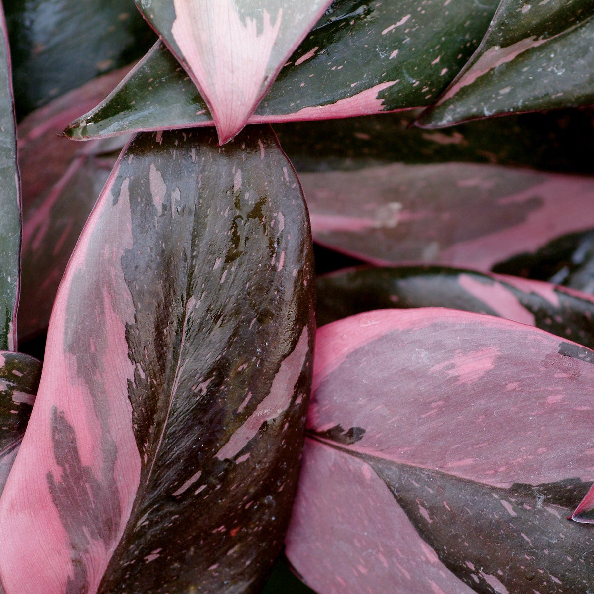 buy pink princess philodendron canada Pink Princess Philodendron – rePotme