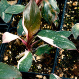 Pink Princess Philodendron