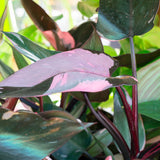 Pink Princess Philodendron