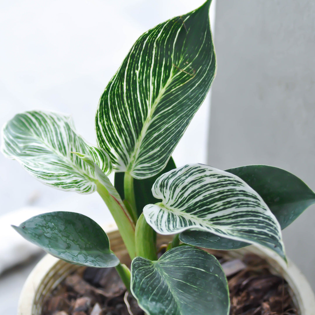 philodendron birkin congo Birkin Philodendron – rePotme