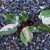 Pink Princess Philodendron
