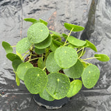 Chinese Money Plant