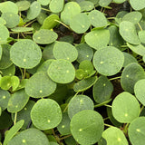 Chinese Money Plant