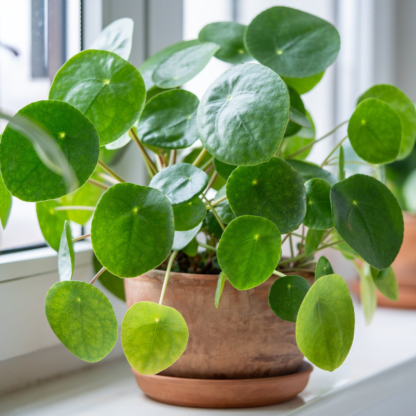 chinese money plant purple leaves Chinese Money Plant – rePotme
