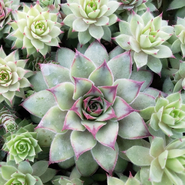 hen and bitty succulent Bronco Hen & Chicks Succulent – rePotme