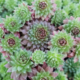 Coral Red Hen & Chicks