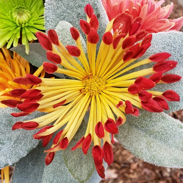 matchstick succulent Matchstick Chrysanthemum