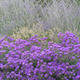 Purple Dome Aster