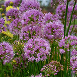 Millenium Ornamental Onion