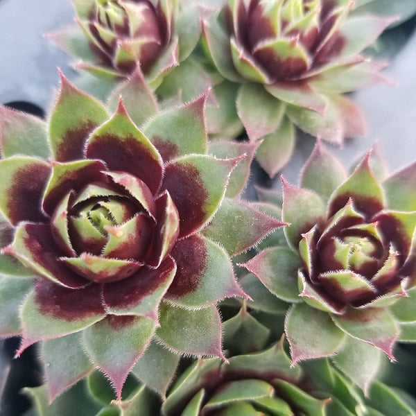 hen succulent plant Killer Hen & Chicks Succulent – rePotme