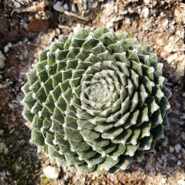 cover succulents frost Forest Frost Hen & Chicks Succulent – rePotme